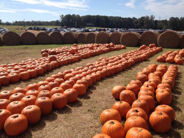 Southern Belle Farm pumpkin patch McDonough Georgia